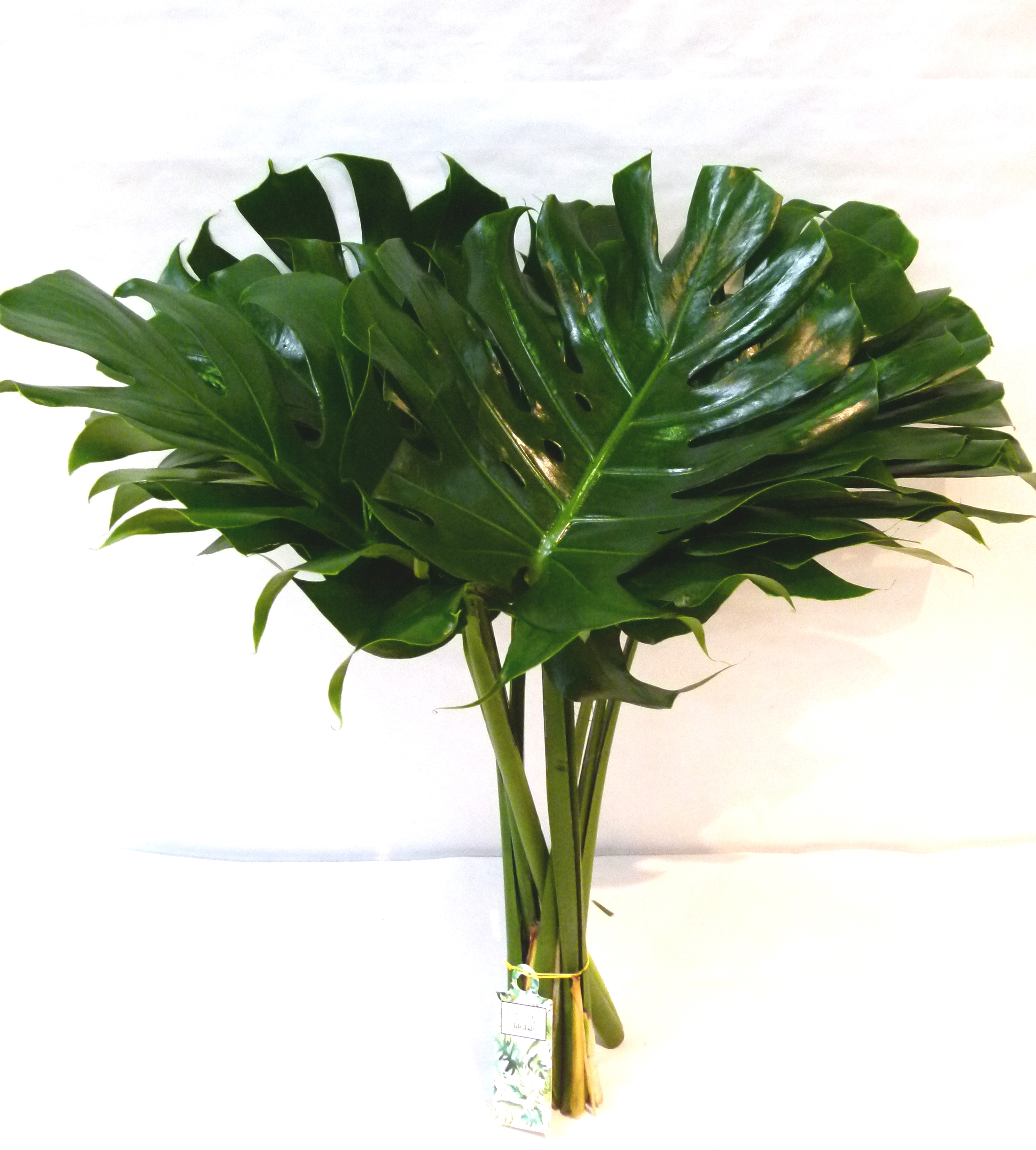 FEUIL. MONSTERA 80